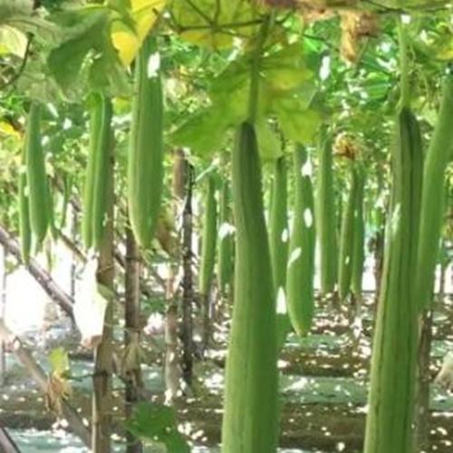 Hạt Giống Mướp Hương Siêu Quả Loại Dễ Trồng. Túi 20 Hạt Giá Khuyến Mại