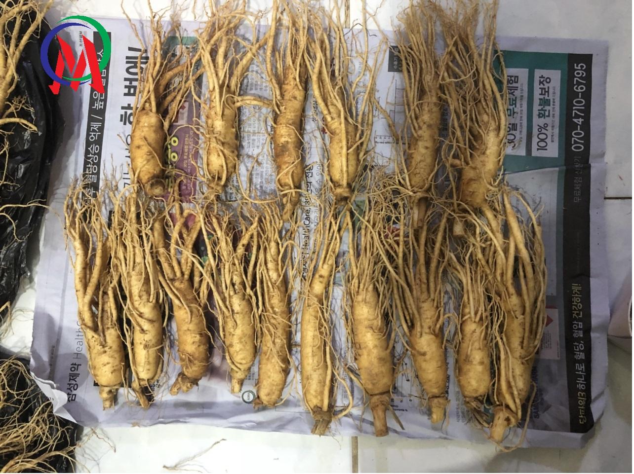 Combo 2 nhân sâm tươi xách tay hàn quốc loại củ trung