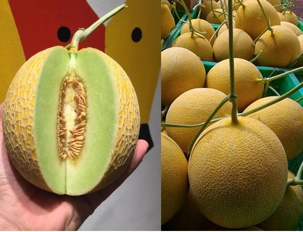 Bộ Hạt Giống Dưa Lưới GreenMan Taka F1 Vỏ Vàng Ruột Xanh