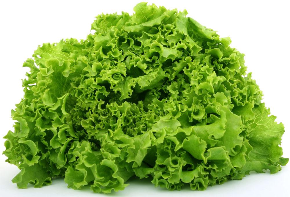 Hạt giống Xà lách Xoăn