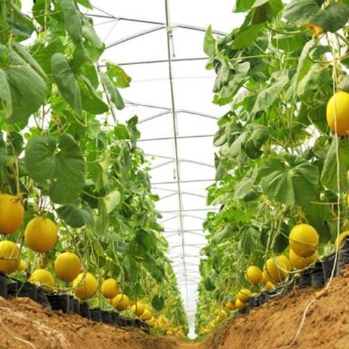 Hạt Giống Dưa Lê Vàng Loại Dễ Trồng. Túi 10 Hạt