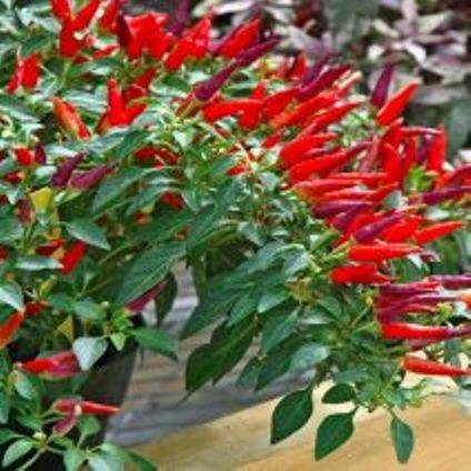 HẠT GIỐNG ỚT CHỈ THIÊN SIÊU CAY ẤN ĐỘ No 1- 0.1GR - HOT PEPPER NO 1