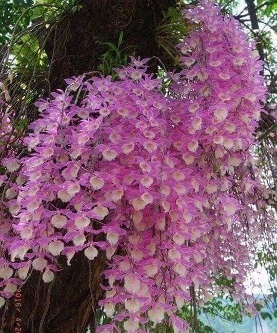 Thiên cung lữ bố hàng nhân kei bảo hành mặt bông