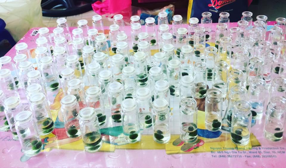 Combo 2 pé Marimo, tảo cầu Nhật Bản giá rẻ