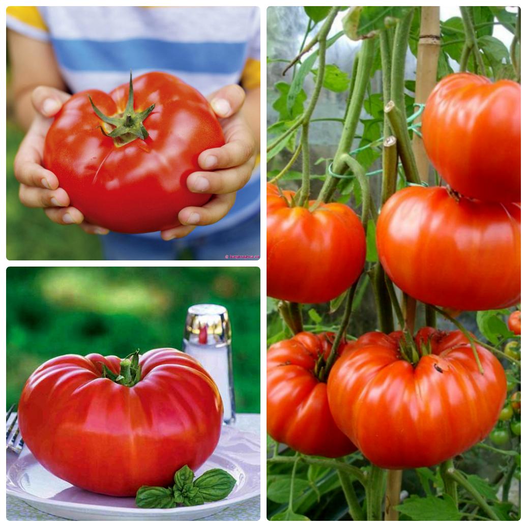 [Lấy mã giảm thêm 30%] Hạt giống Cà chua khổng lồ 1kg (30 hạt) - Xuất xứ: Hà Lan - Số hạt/gói: 30 hạt - Tỷ lệ nẩy mầm: 80% - Màu sắc: Đỏ - Mùa Vụ: Quanh năm  Cây sinh trưởng khỏe trái khổng lồ (500-1000gr/quả). Chín đỏ đẹp nhiều dinh dưỡng