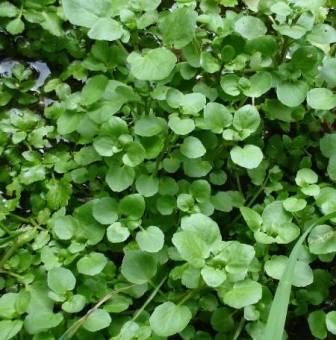 Hạt giống Xà lách Xoong Mỹ (0,1g)