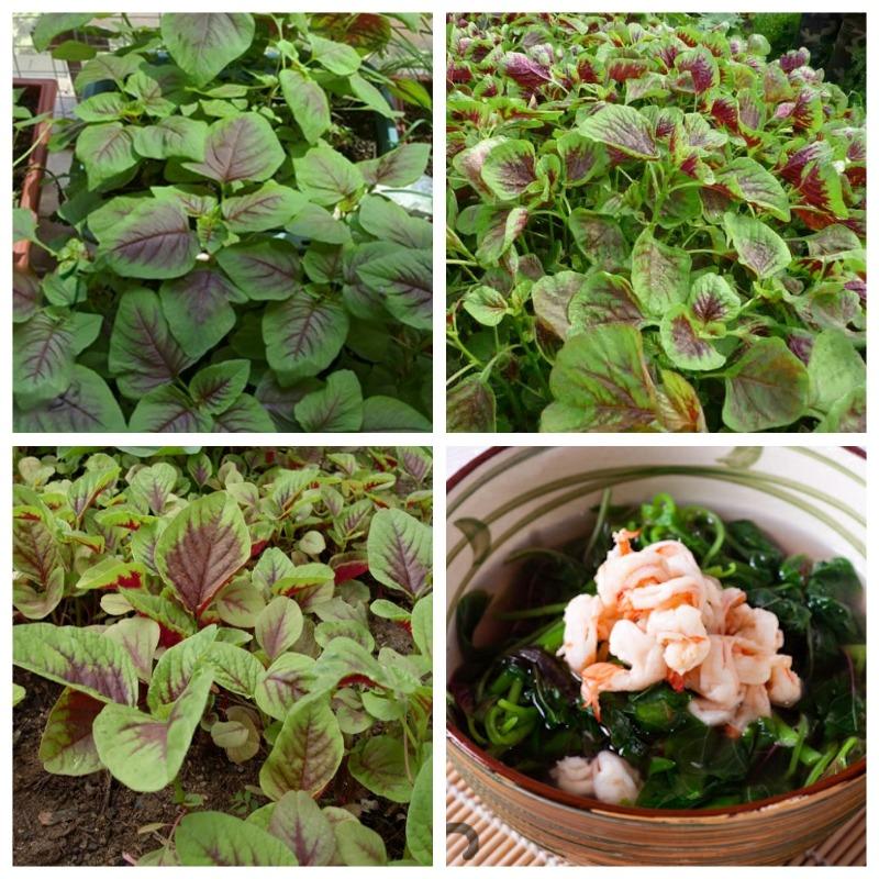 Hạt giống dền tiều cao sản - PhuNongSeeds
