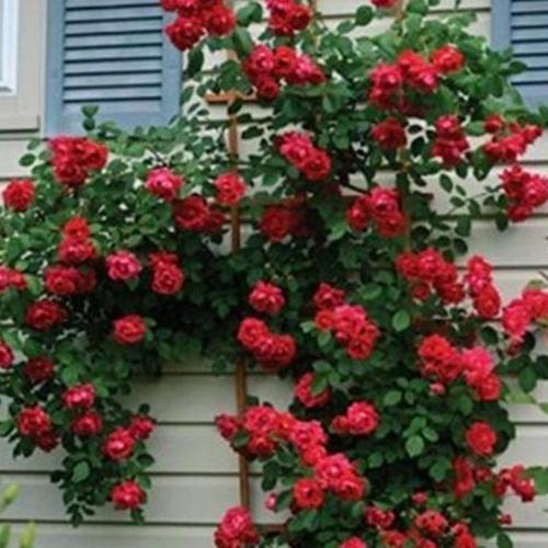 Bộ 2 Túi Hạt Giống Hoa Hồng Leo Đỏ Loại Tốt. Mỗi Túi 10 Hạt Chất Lượng Cao