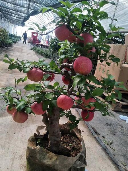 Bộ 2 gói Hạt giống Táo đỏ LÙN TRỒNG CHẬU (15 hạt/gói)