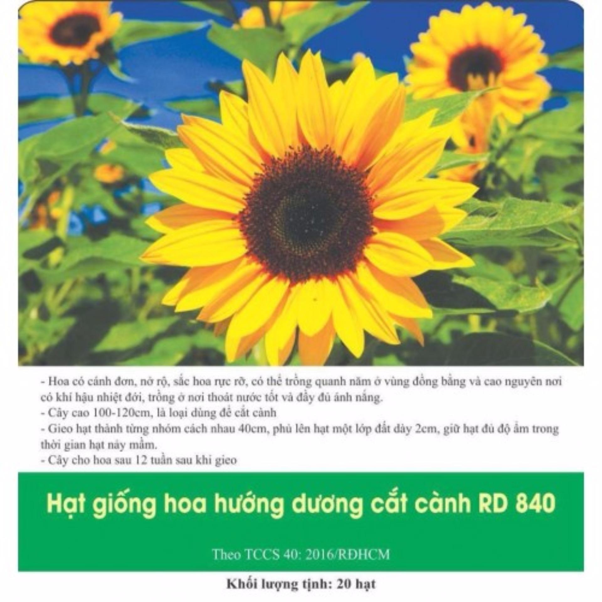 [HCM]Combo 20 gói Hoa Hướng Dương Cắt Cành( Tặng 2 gói cùng loại)