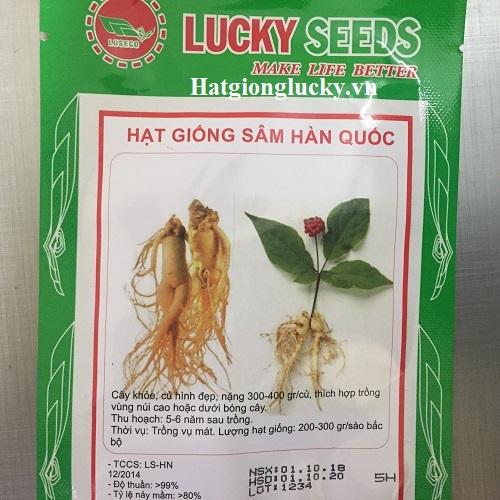 Bộ 5 Túi Hạt Giống Nhân Sâm Hàn Quốc - Lucky. Mỗi Túi 5 Hạt Chất Lượng Cao.
