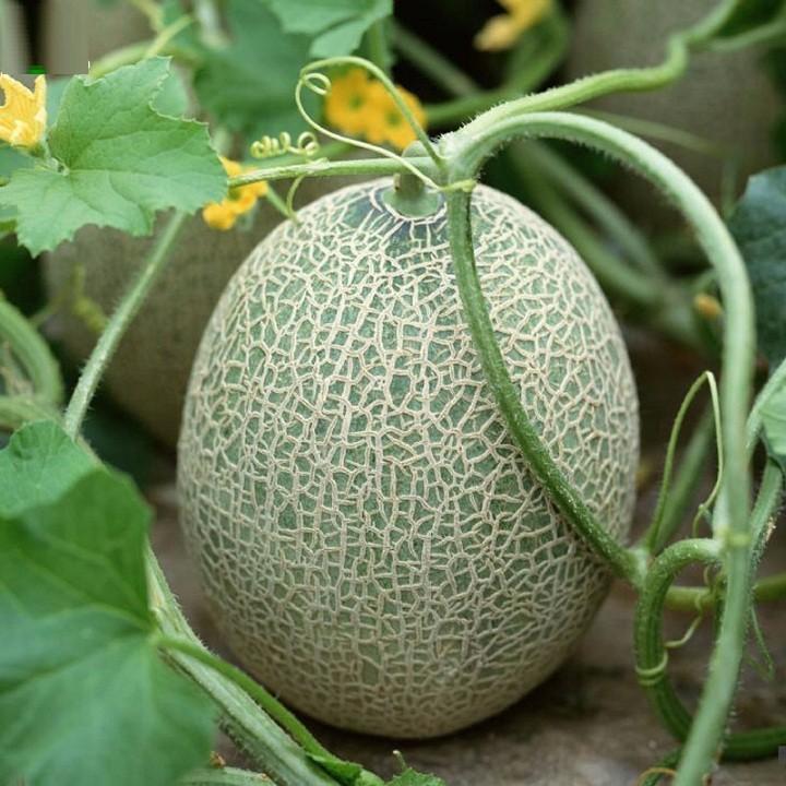 Hạt giống dưa lưới tròn vỏ xanh gói 10 hạt xuât xứ NHật