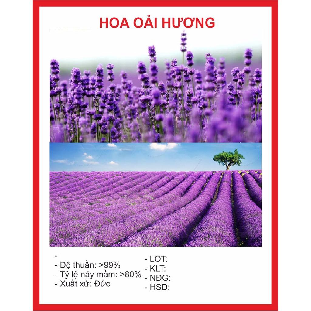 Hạt Giống Hoa Oải Hương