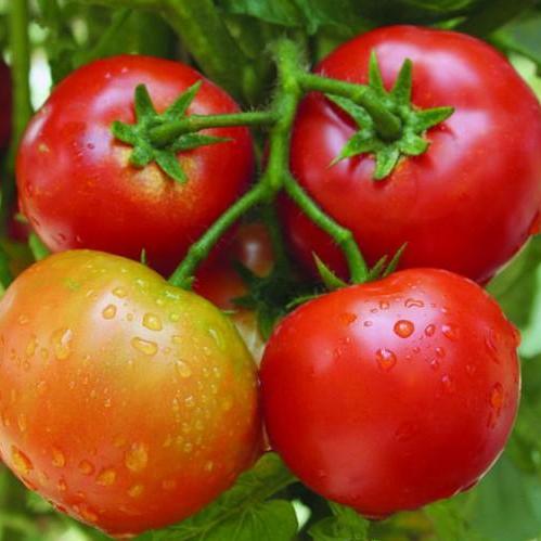 Gói 1g hạt giống cà chua f1