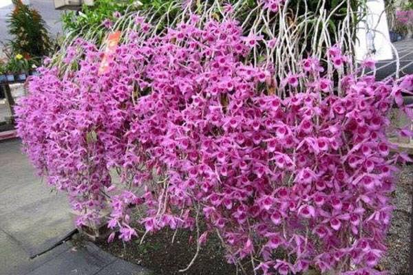 Giã hạc hoa hồng đỏ cây giống