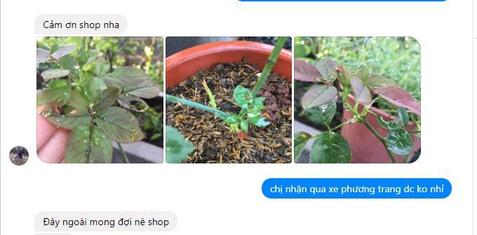 Thuốc kích rễ