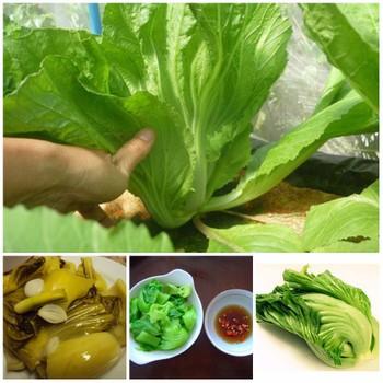 Gói 20g hạt giống cải bẹ dưa