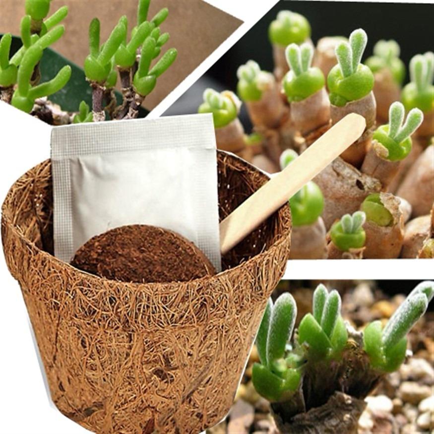 Hạt giống hoa tai thỏ mix đức - klt 5 hạt .