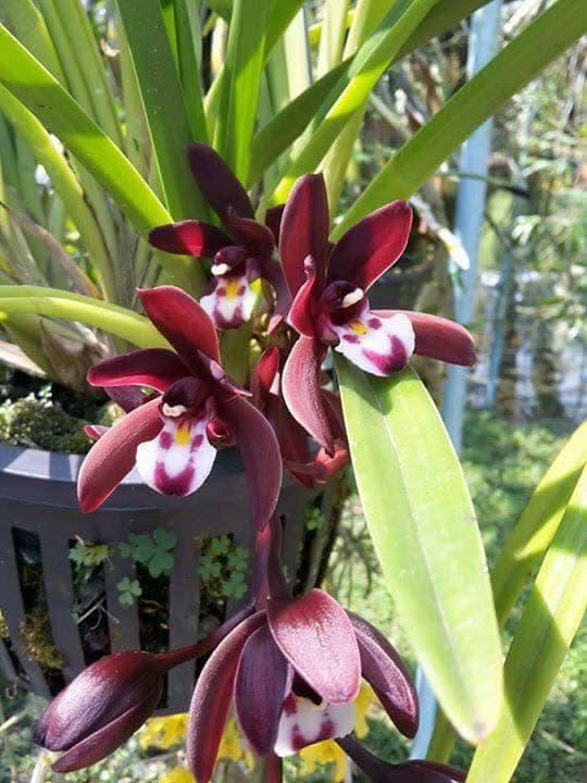 Kiếm đỏ cây trưởng thành ( Xích Ngọc)