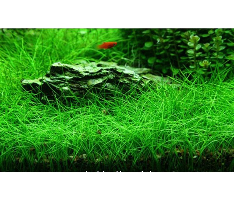 Cây thủy sinh Ngưu Ma Chiên cây cỏ thủy sinh trải nền cực mượt và đẹp