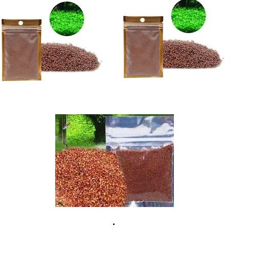Hạt giống cây thủy sinh cây trân châu thủy sinh