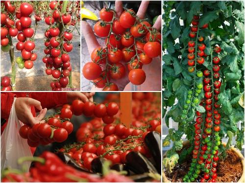 Bộ Cà Chua Chuỗi Ngọc Nhật Bản Siêu Ngọt