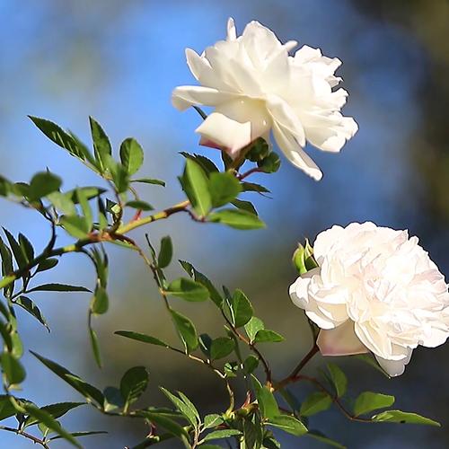 Hạt Giống Hoa Hồng Bạch Loại Dễ Trồng. Túi 10 Hạt