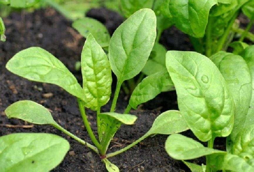 Hạt giống cải bó xôi đời F1