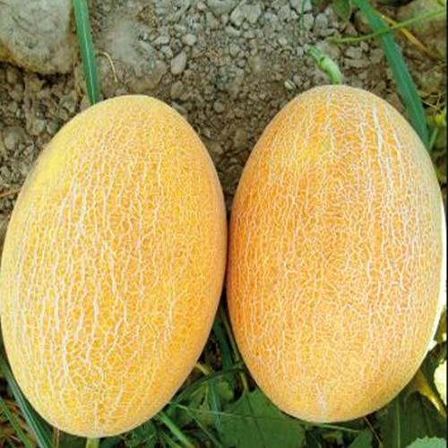 Bộ 2 Túi Hạt Giống Dưa Lưới Vàng Loại Tốt. Mỗi Túi 10 Hạt Giá Khuyến Mại