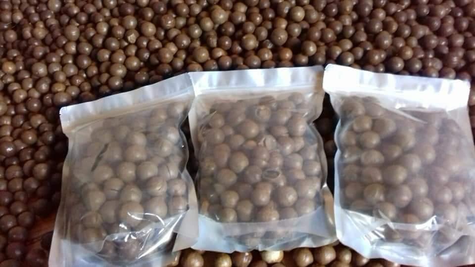 Hạt macca trồng tại nhà 500g