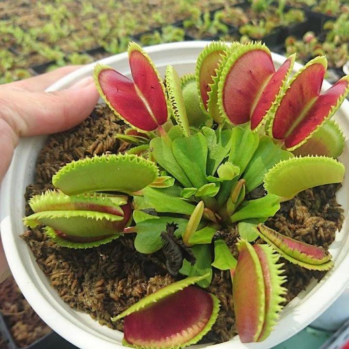 Bộ 2 gói Hạt giống cây bắt côn trùng (cây bẫy kẹp) (5 hạt)