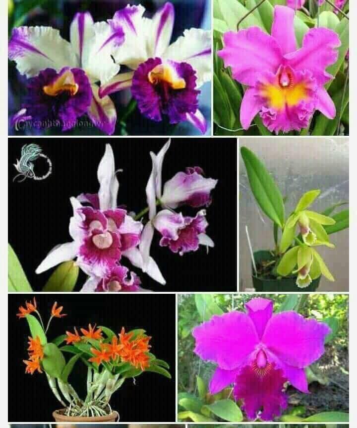 Catlya hàng giống nhiều màu
