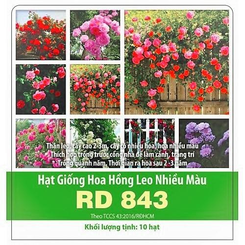 Giống Hoa Hồng Leo Pháp Nhiều Màu