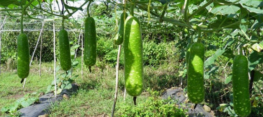 Hạt giống bầu sao quả ngắn