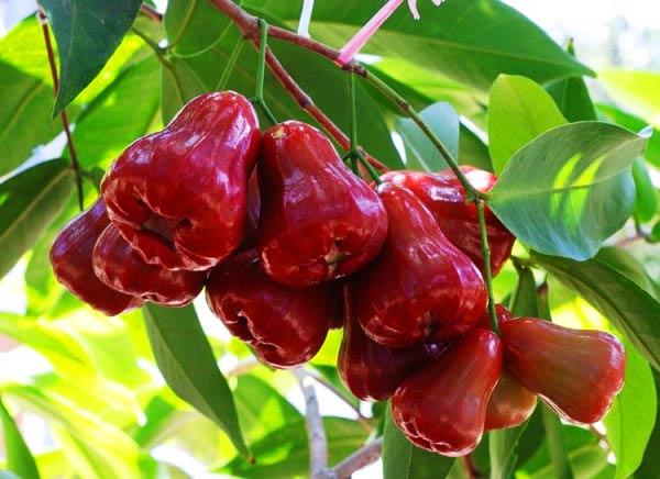 Phân bón cao cấp vọt đọt mập chồi lớn trái 30-10-10 te 500g