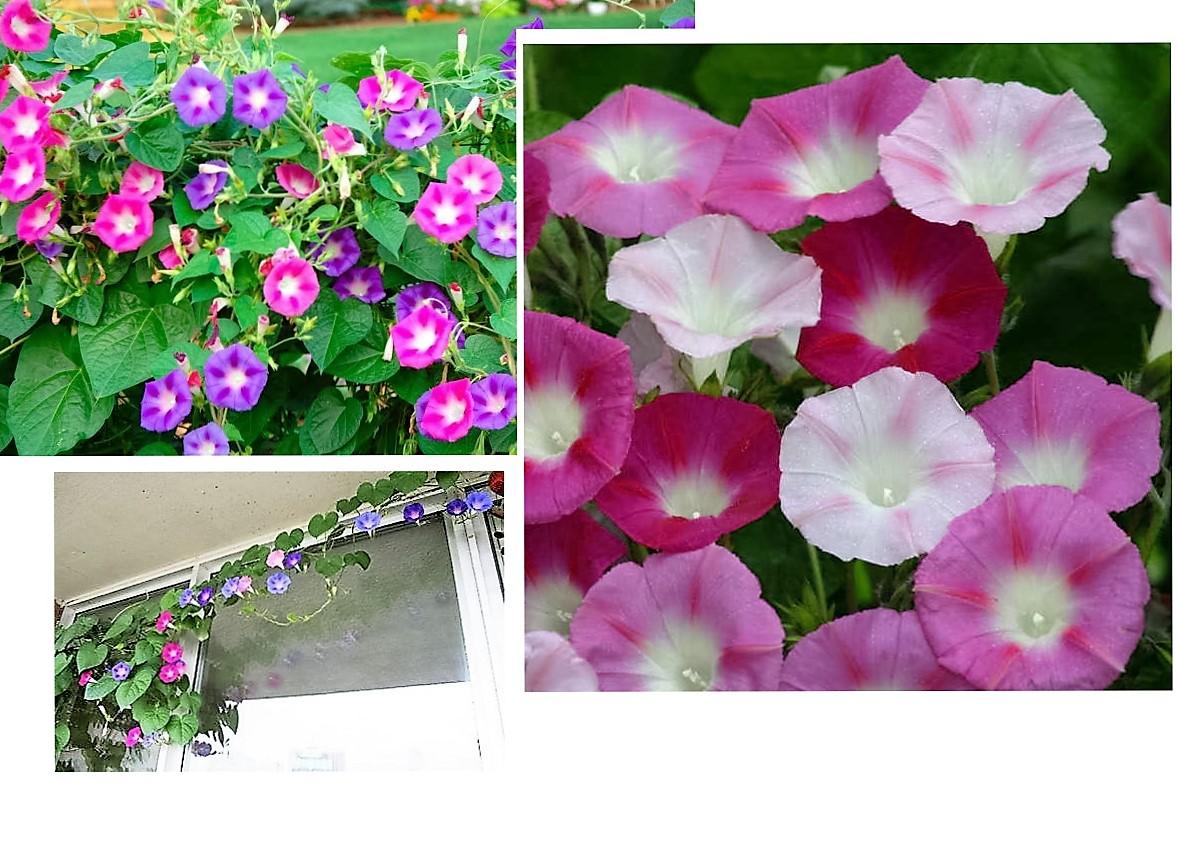 [HCM] Hạt Giống Hoa Bìm Bìm nhiều màu (IPOMOEA)  - KLT 30 hạt