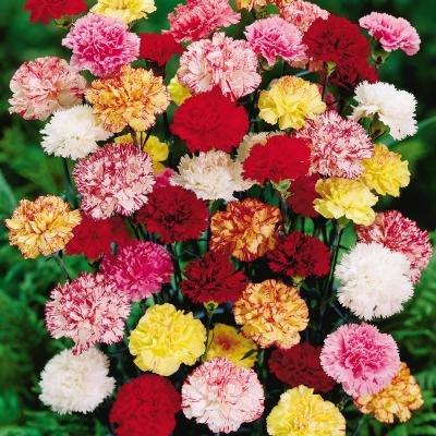 Hạt giống hoa Cẩm chướng kép mix