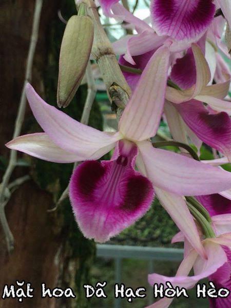 GIả hạc Hòn Hèo Nha Trang