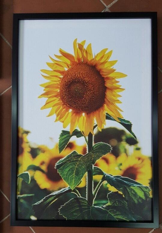 Tranh canvas hoa nghệ thuật 40x60 kèm khung
