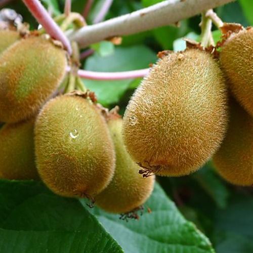 Hạt giống kiwi loại tốt. túi 30 hạt giá khuyến mại