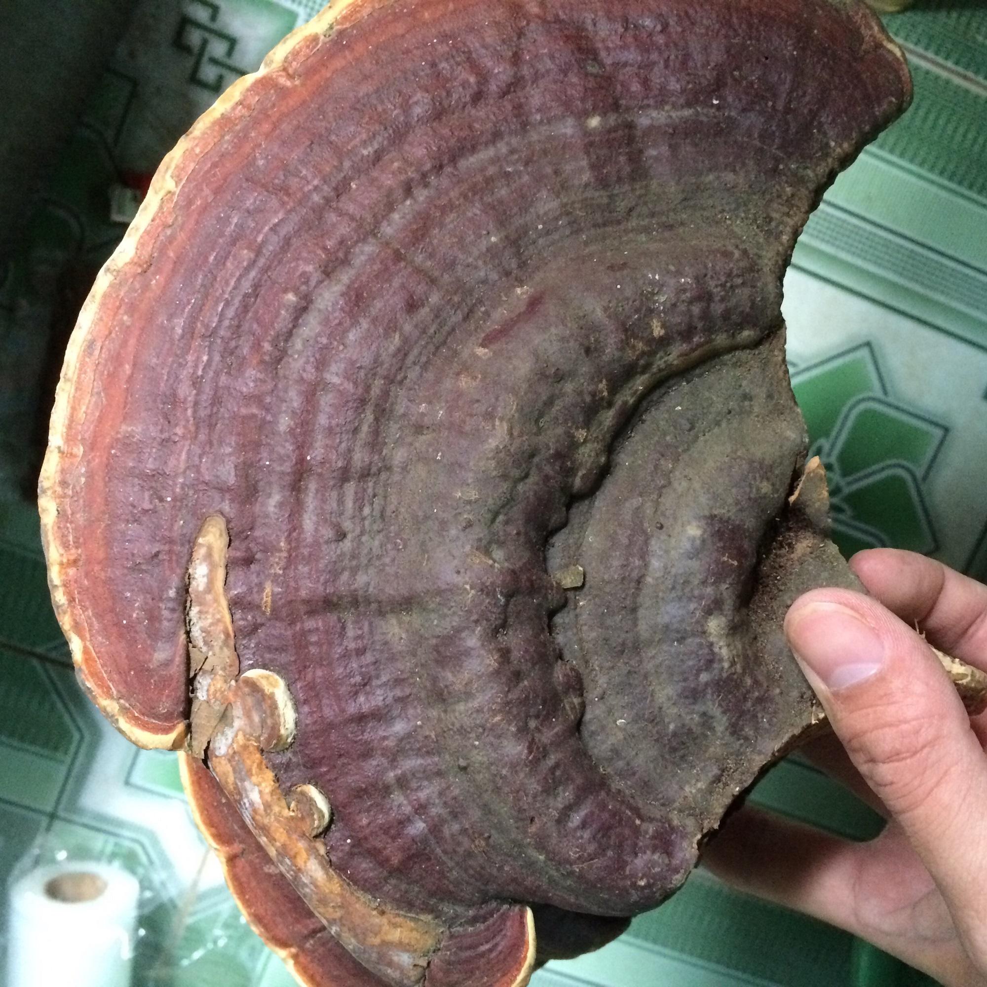 Nấm linh chi rừng Tây Bắc 1kg khô