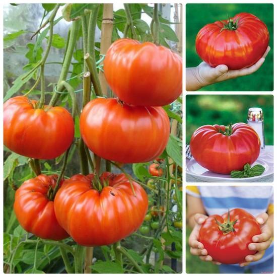 Gói 20 Hạt giống Cà Chua Khổng Lồ 1kg (tặng gói kích nẩy mầm và hướng dẫn)