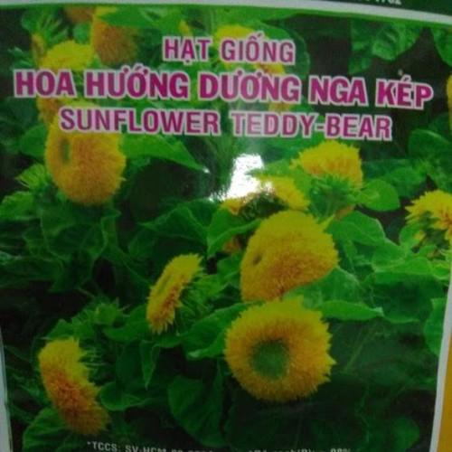 Hạt giống hoa hướng dương Nga kép - gói 1gr - Sunflower teddy bear