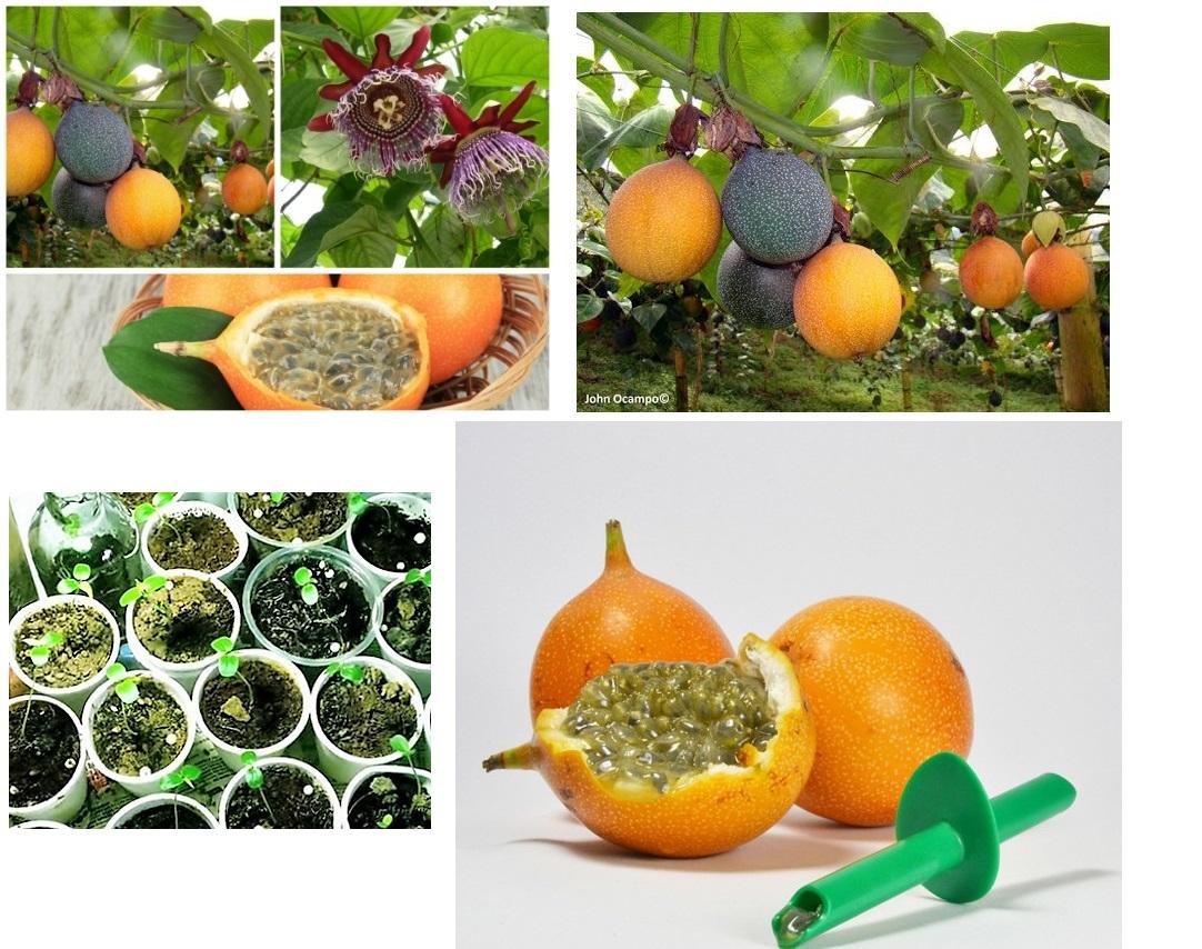 Hạt Giống Chanh Dây Columbia Mỹ   -KLT 05 hạt .