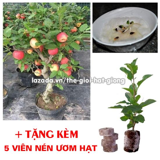 Hạt giống táo đỏ lùn f1 15 hạt