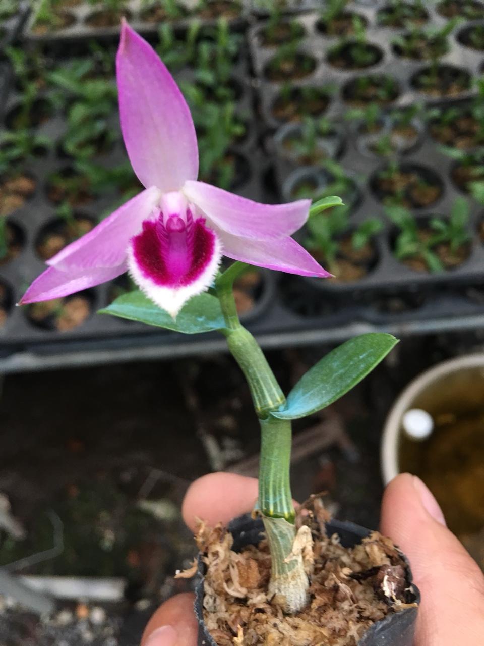 Giả hạc chớp mỹ lai