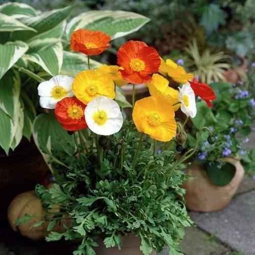 Hạt Giống Hoa Poppy Lùn  Nhiều Màu  Đức - KLT 100 hạt