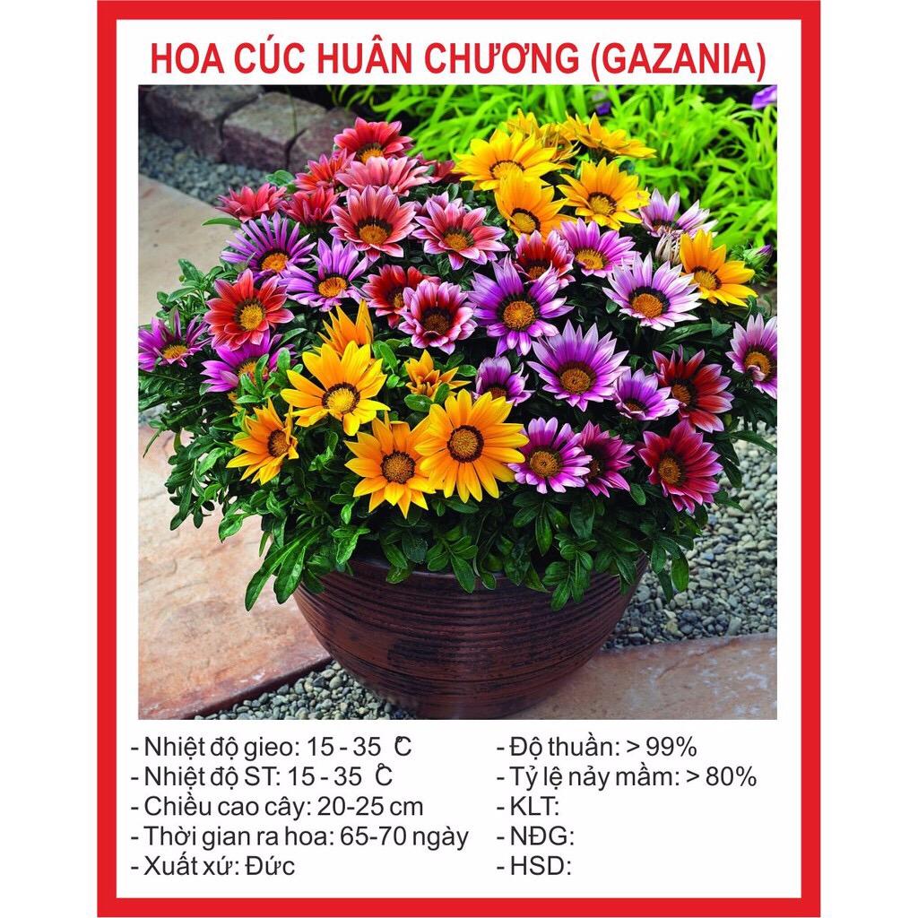 Hạt giống Hoa Cúc Huân Chương