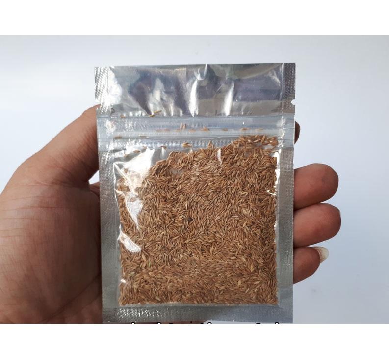 Hạt giống cây thủy sinh Ngưu Ma Chiên