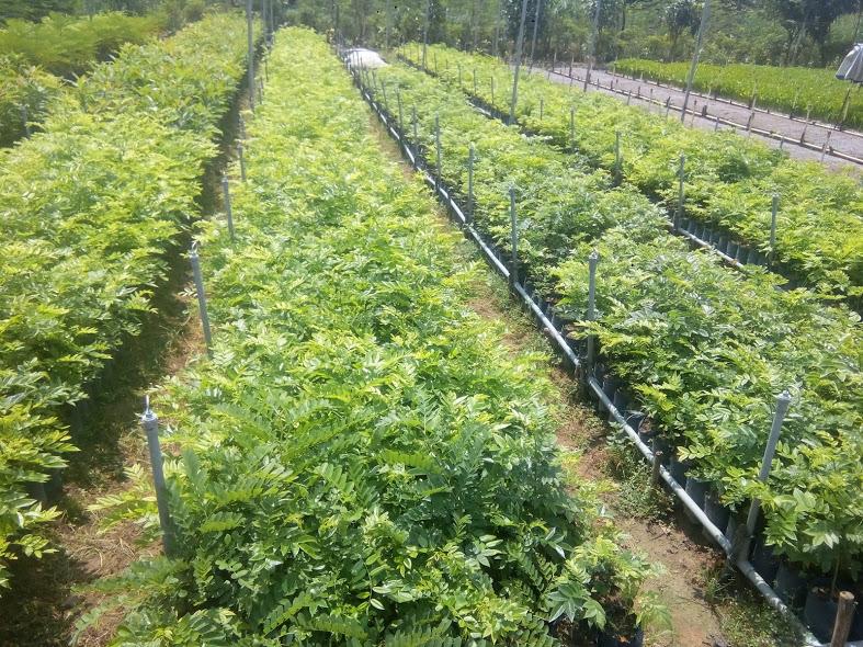 Cây sưa đỏ giống- cao 40-50cm